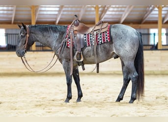 Quarter horse américain, Hongre, 4 Ans, 152 cm, Rouan Bleu