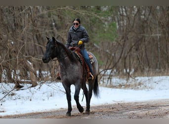 Quarter horse américain, Hongre, 4 Ans, 152 cm, Rouan Bleu