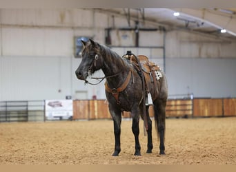 Quarter horse américain, Hongre, 4 Ans, 152 cm, Rouan Bleu