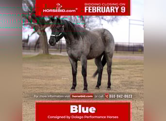 Quarter horse américain, Hongre, 4 Ans, 152 cm, Rouan Bleu