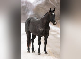 Quarter horse américain, Hongre, 4 Ans, 152 cm, Rouan Bleu