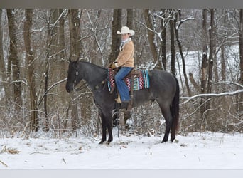 Quarter horse américain, Hongre, 4 Ans, 152 cm, Rouan Bleu