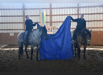 Quarter horse américain Croisé, Hongre, 4 Ans, 152 cm, Rouan Bleu