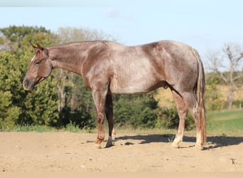 Quarter horse américain, Hongre, 4 Ans, 152 cm, Rouan Rouge