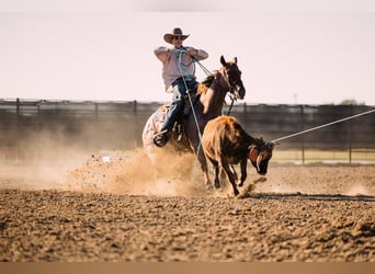 Quarter horse américain, Hongre, 4 Ans, 152 cm, Rouan Rouge