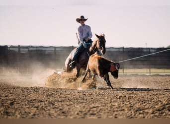 Quarter horse américain, Hongre, 4 Ans, 152 cm, Rouan Rouge