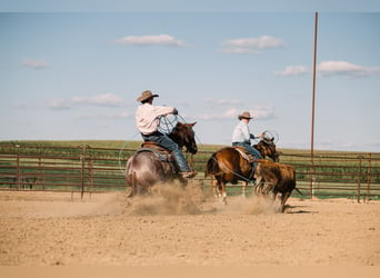 Quarter horse américain, Hongre, 4 Ans, 152 cm, Rouan Rouge