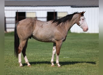 Quarter horse américain, Hongre, 4 Ans, 152 cm, Rouan Rouge
