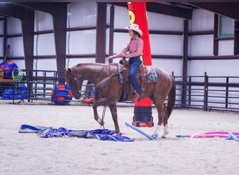 Quarter horse américain, Hongre, 4 Ans, 152 cm, Rouan Rouge