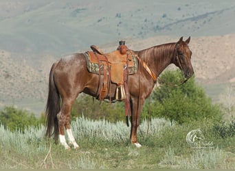 Quarter horse américain, Hongre, 4 Ans, 152 cm, Rouan Rouge