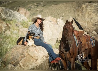 Quarter horse américain, Hongre, 4 Ans, 152 cm, Rouan Rouge