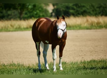Quarter horse américain, Hongre, 4 Ans, 153 cm, Blanc