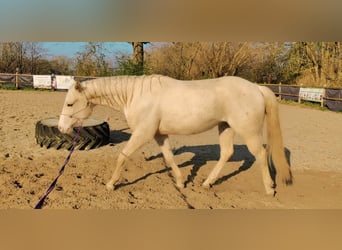 Quarter horse américain, Hongre, 4 Ans, 153 cm, Palomino