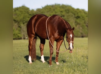 Quarter horse américain, Hongre, 4 Ans, 155 cm, Alezan cuivré