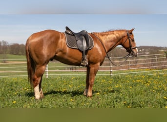 Quarter horse américain, Hongre, 4 Ans, 155 cm, Alezan cuivré