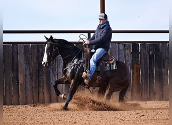 Quarter horse américain, Hongre, 4 Ans, 155 cm, Bai cerise