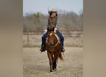 Quarter horse américain, Hongre, 4 Ans, 155 cm, Bai cerise