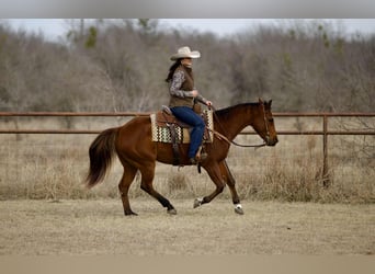 Quarter horse américain, Hongre, 4 Ans, 155 cm, Bai cerise