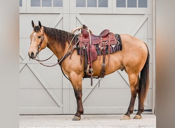 Quarter horse américain, Hongre, 4 Ans, 155 cm, Buckskin