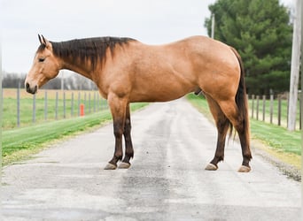 Quarter horse américain, Hongre, 4 Ans, 155 cm, Buckskin