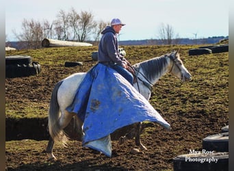 Quarter horse américain, Hongre, 4 Ans, 155 cm, Gris pommelé