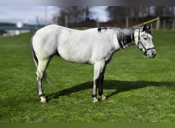Quarter horse américain, Hongre, 4 Ans, 155 cm, Gris pommelé
