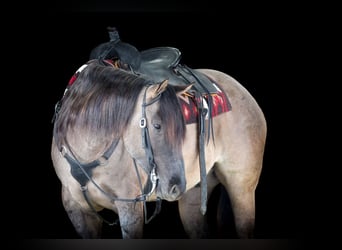 Quarter horse américain, Hongre, 4 Ans, 155 cm, Grullo