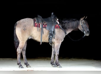 Quarter horse américain, Hongre, 4 Ans, 155 cm, Grullo