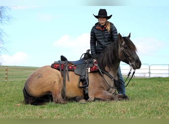 Quarter horse américain, Hongre, 4 Ans, 155 cm, Grullo