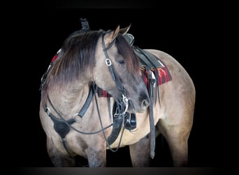 Quarter horse américain, Hongre, 4 Ans, 155 cm, Grullo