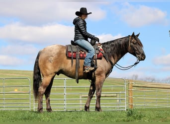Quarter horse américain, Hongre, 4 Ans, 155 cm, Grullo