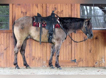 Quarter horse américain, Hongre, 4 Ans, 155 cm, Grullo