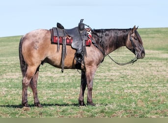 Quarter horse américain, Hongre, 4 Ans, 155 cm, Grullo