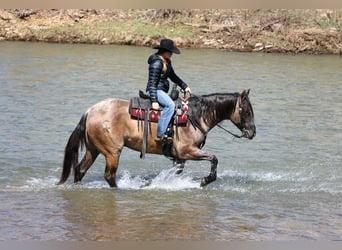 Quarter horse américain, Hongre, 4 Ans, 155 cm, Grullo