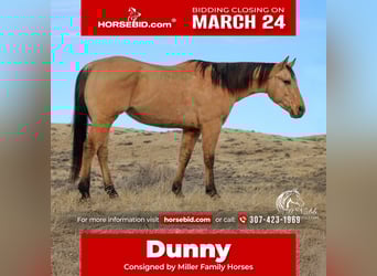 Quarter horse américain, Hongre, 4 Ans, 155 cm, Isabelle