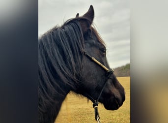 Quarter horse américain, Hongre, 4 Ans, 155 cm, Noir