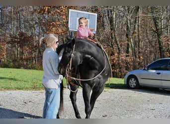 Quarter horse américain, Hongre, 4 Ans, 155 cm, Noir