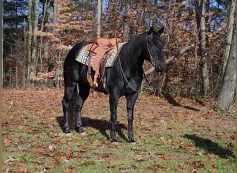 Quarter horse américain, Hongre, 4 Ans, 155 cm, Noir