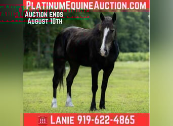 Quarter horse américain, Hongre, 4 Ans, 155 cm, Noir
