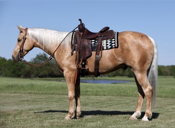 Quarter horse américain, Hongre, 4 Ans, 155 cm, Palomino