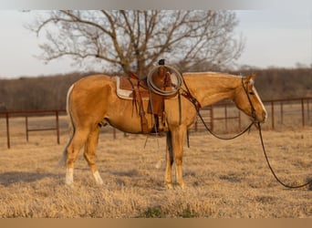 Quarter horse américain, Hongre, 4 Ans, 155 cm, Palomino