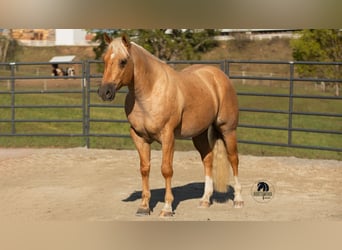 Quarter horse américain, Hongre, 4 Ans, 155 cm, Palomino
