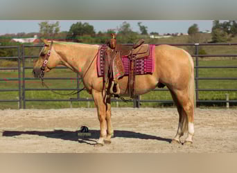Quarter horse américain, Hongre, 4 Ans, 155 cm, Palomino