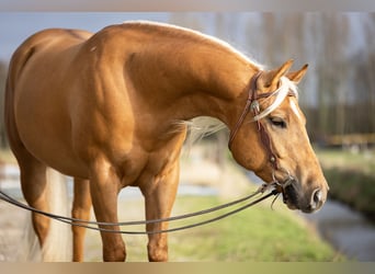 Quarter horse américain, Hongre, 4 Ans, 155 cm, Palomino