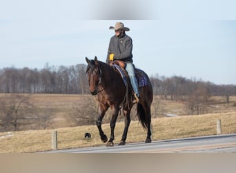 Quarter horse américain, Hongre, 4 Ans, 155 cm, Roan-Bay