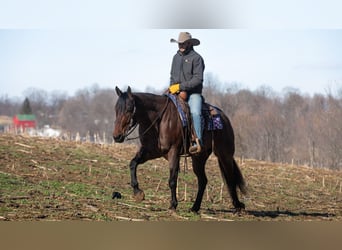 Quarter horse américain, Hongre, 4 Ans, 155 cm, Roan-Bay