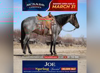 Quarter horse américain, Hongre, 4 Ans, 155 cm, Rouan Bleu