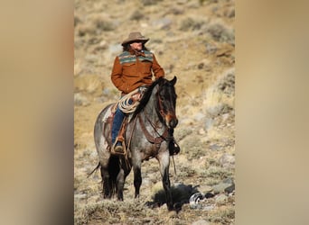 Quarter horse américain, Hongre, 4 Ans, 155 cm, Rouan Bleu