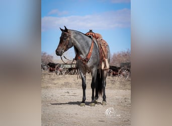 Quarter horse américain, Hongre, 4 Ans, 155 cm, Rouan Bleu