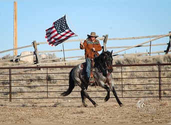 Quarter horse américain, Hongre, 4 Ans, 155 cm, Rouan Bleu